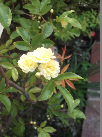 DSCF8370.jpg