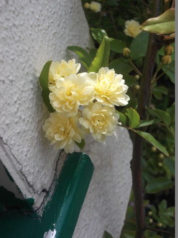 DSCF8371.jpg