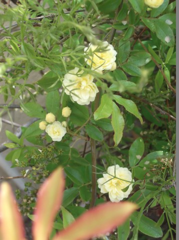 DSCF8372.jpg