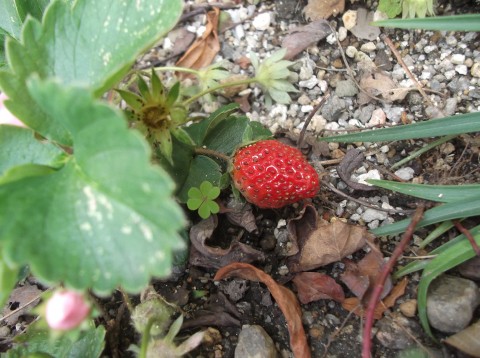 DSCF8468.jpg