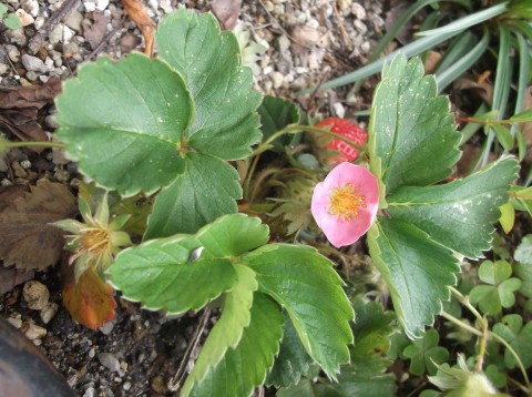 DSCF8470.jpg