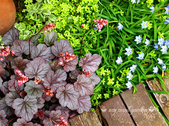 色とりどり 種類豊富 お庭 ベランダ 玄関をヒューケラで彩ってみませんか 広島のガーデンコーディネーター ゆっこの庭 寄せ植え教室