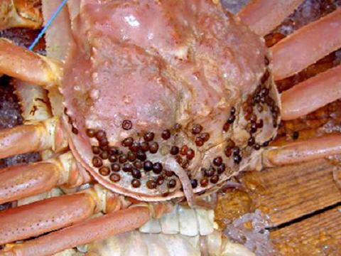蟹の甲羅に付着するつぶつぶの正体 カニビルの卵 侘寂伝文 わさびやブログ