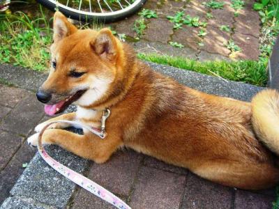 2012 7 30家の前