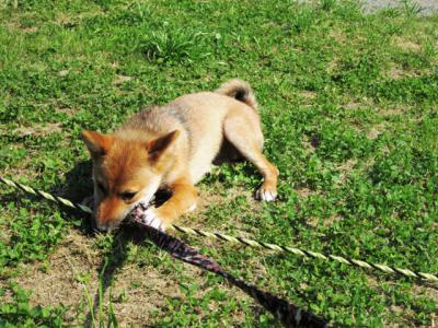 ロープがじがじ