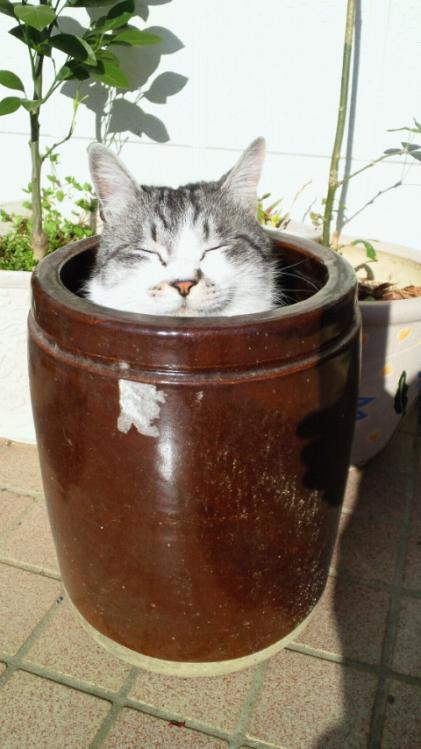 カメにはいったぷー