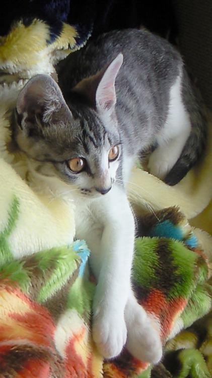 子猫ぷー