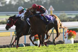 マイルチャンピオン