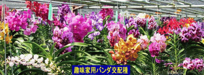 1syumikayo1-Opt.gif