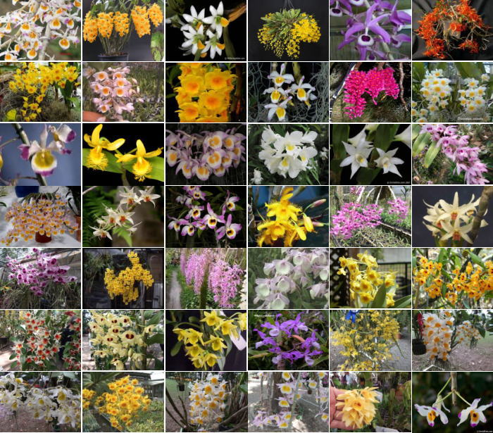 東南アジアの野生蘭デンドロビウム原種