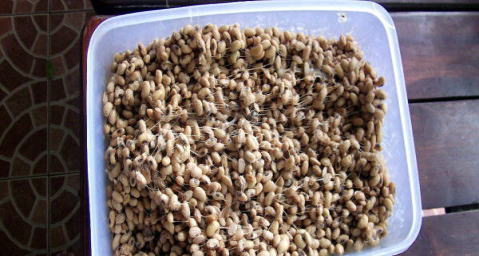 natto.jpg