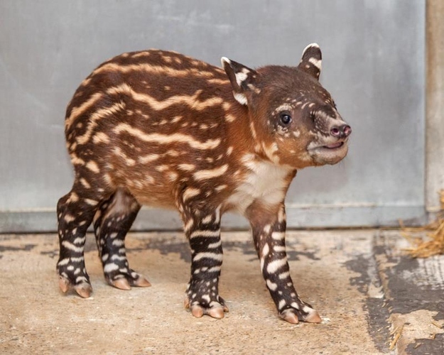 バクの赤ちゃんだって ぐるぐるめがねのブログ