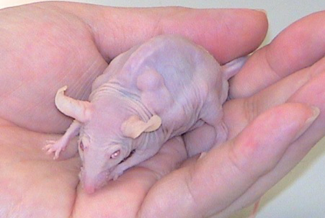 動物改造 僕らはみんな生きている