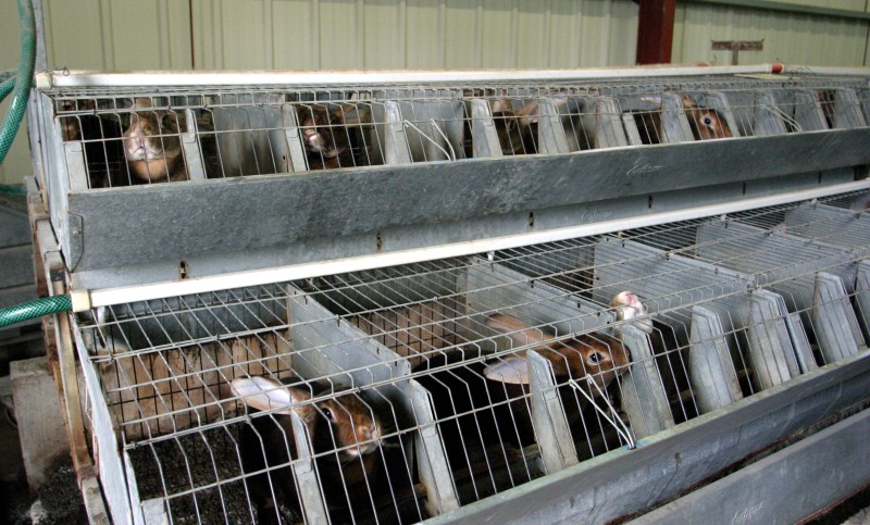 ラビットファーはウサギを殺して作られる デカルト 動物は機械である 人間はこれを どのように扱ってもよい