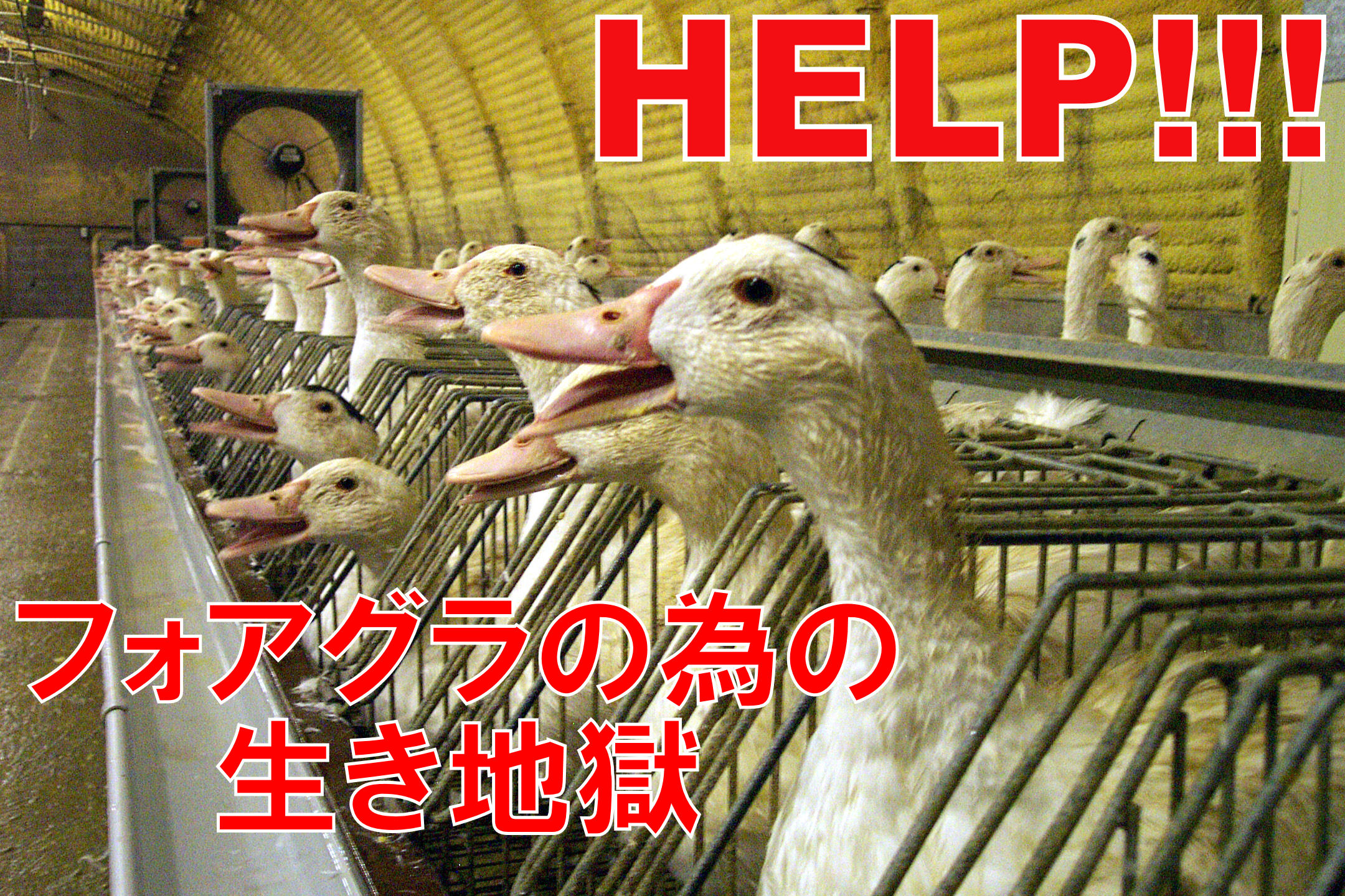 foademo1.jpg