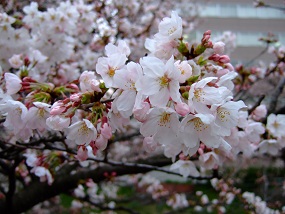 noppblog20130401_001