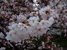 noppblog20130401_002