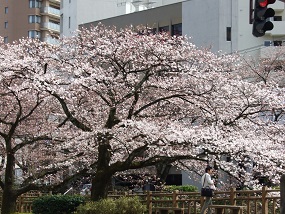noppblog20130401_004