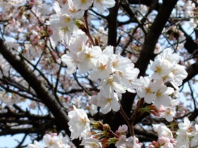 noppblog20130402_001