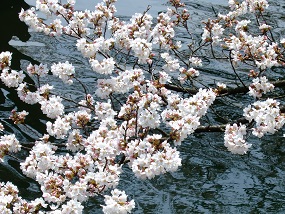 noppblog20130402_002
