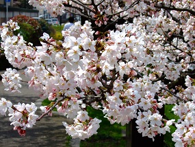 noppblog20130402_003