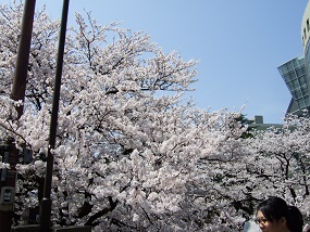 noppblog20130405_003