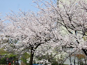 noppblog20130405_004