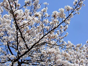 noppblog20130405_005