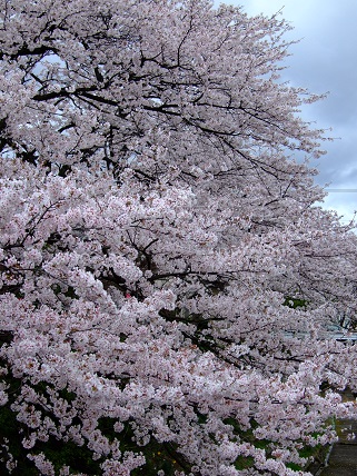 noppblog20130407_002