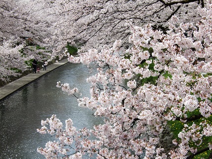 noppblog20130409_002