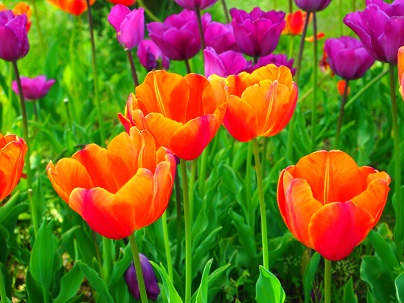 noppblog20130429_006