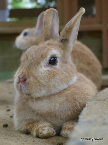 小動物はキラー りすとうさぎの小動物公園 牛久大仏 茨城県 活学問 生涯 学習 By Crazybowler