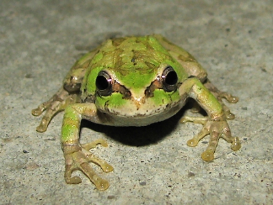 韓国のお家芸！食品への異物混入の数々