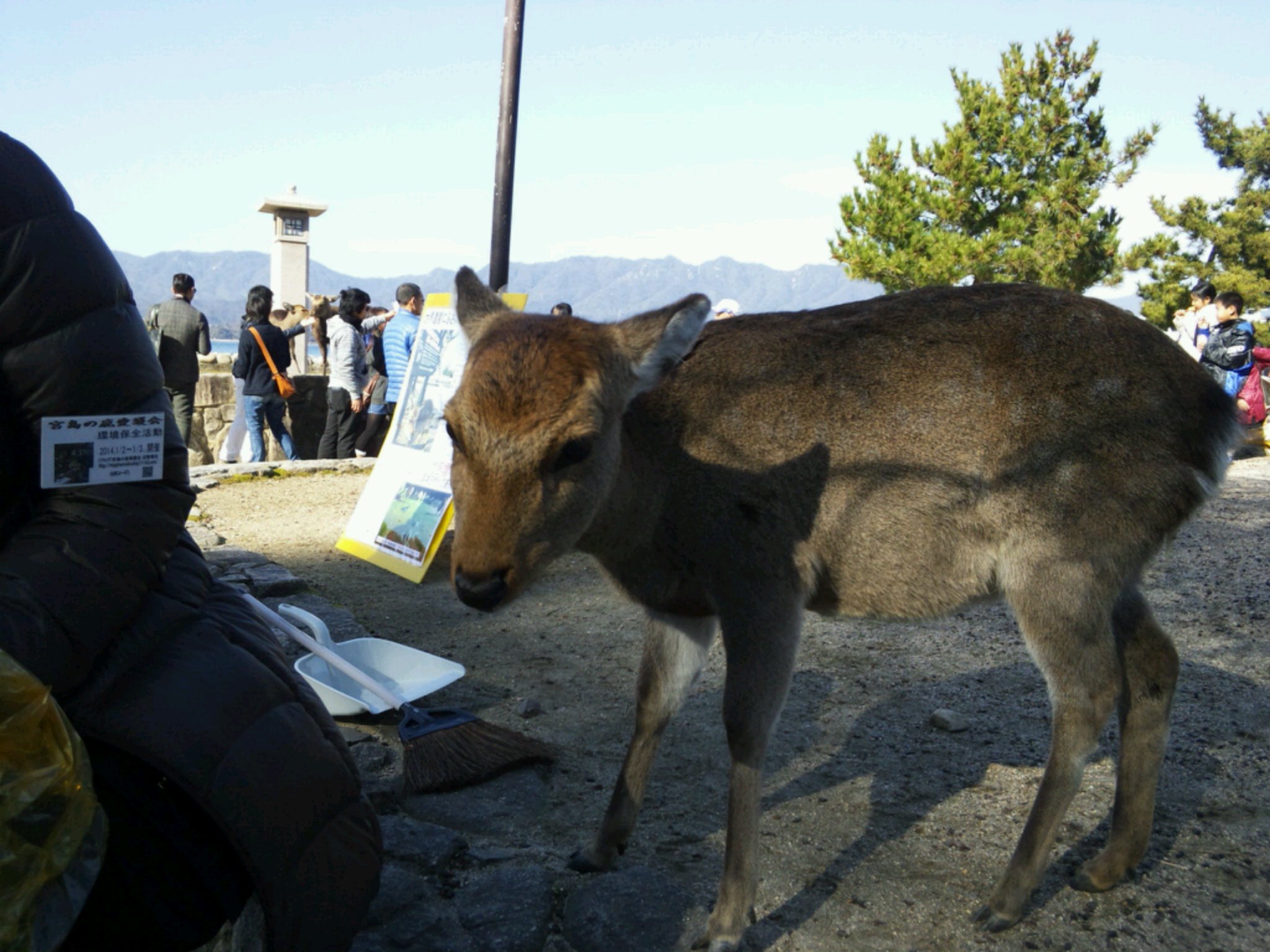 宮島と鹿 デカルト 動物は機械である 人間はこれを どのように扱ってもよい