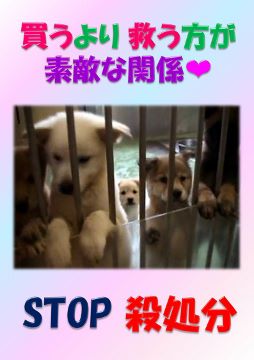 パネル ペット素敵な関係