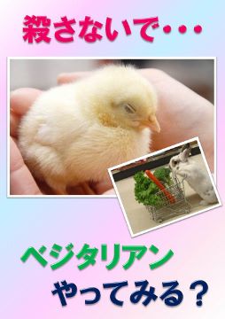 パネル 畜産動物ヒヨコ