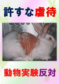 パネル 動物実験うさぎ