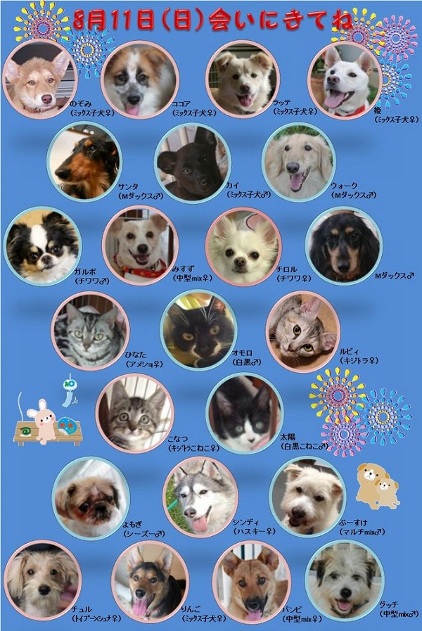 ALMA ティアハイム 8月11日 参加犬猫一覧