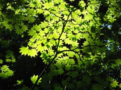 白神山地もみじ