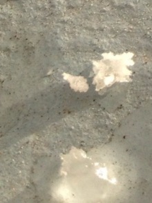 誰がために わたしは叫ぶ-image.jpeg