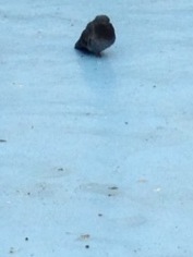 誰がために わたしは叫ぶ-image.jpeg