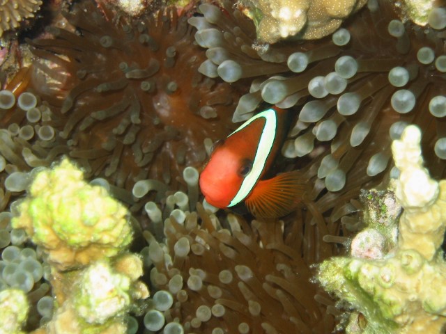 クマノミ５
