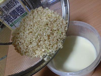 豆乳に玄米投入中