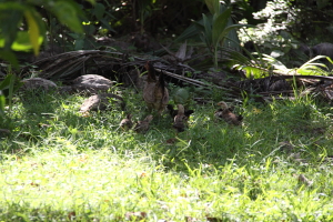 chiken_20140224223005269.jpg