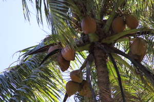 coconoki.jpg