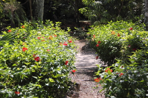 ohana_201402242230033d1.jpg