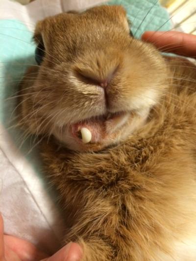 歯根膿瘍の手術を5 31に控えているうさぎさん きんちゃんにパワーと元気玉をお願い致します ウサ達レスキュー