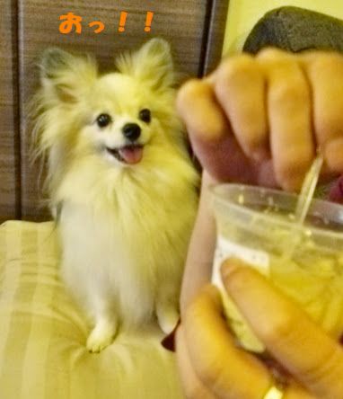 プリン３
