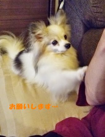 プリン５