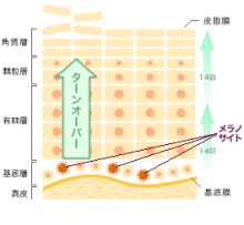 $エステサロンｓｈｉｎｅの裏のうら。。。in香港